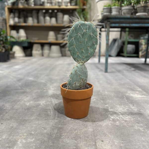 Opuntia Maxima - Happyflower-dk