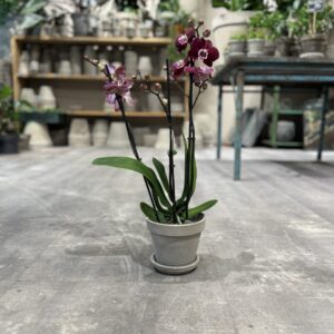Orkide bordeaux - Happyflower-dk