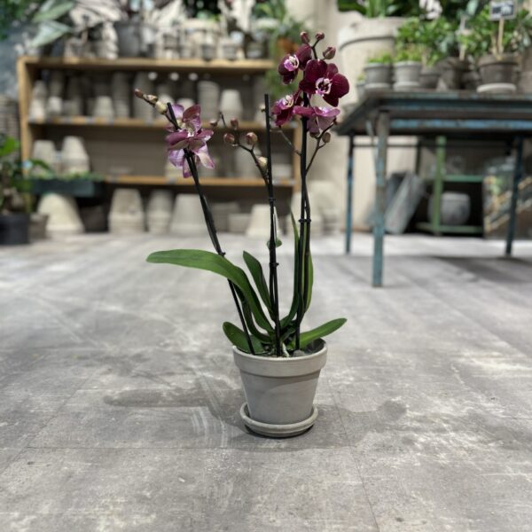 Orkide bordeaux - Happyflower-dk