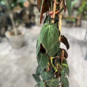 Philodendron Micans