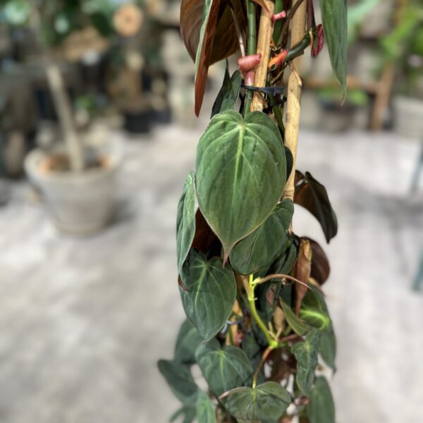 Philodendron Micans