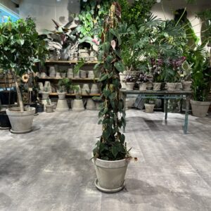 Philodendron Micans - Happyflower-dk