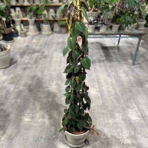 Philodendron Micans