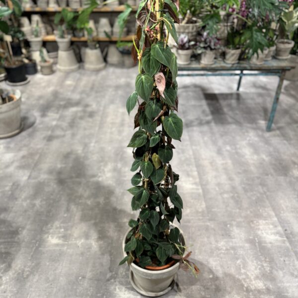 Philodendron Micans