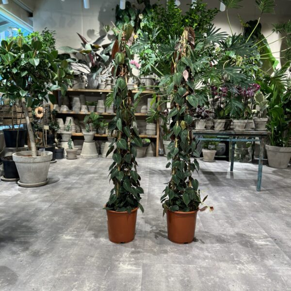 Philodendron Micans