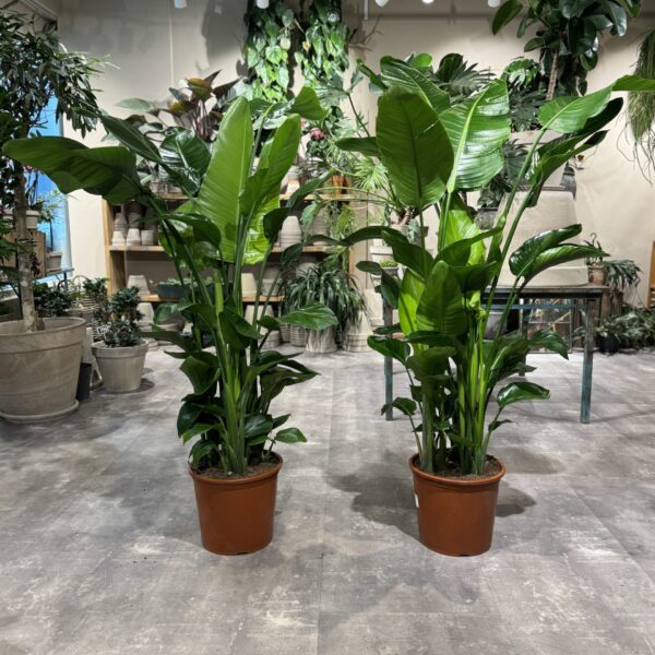 Strelitzia Nicolai 160-180 cm.