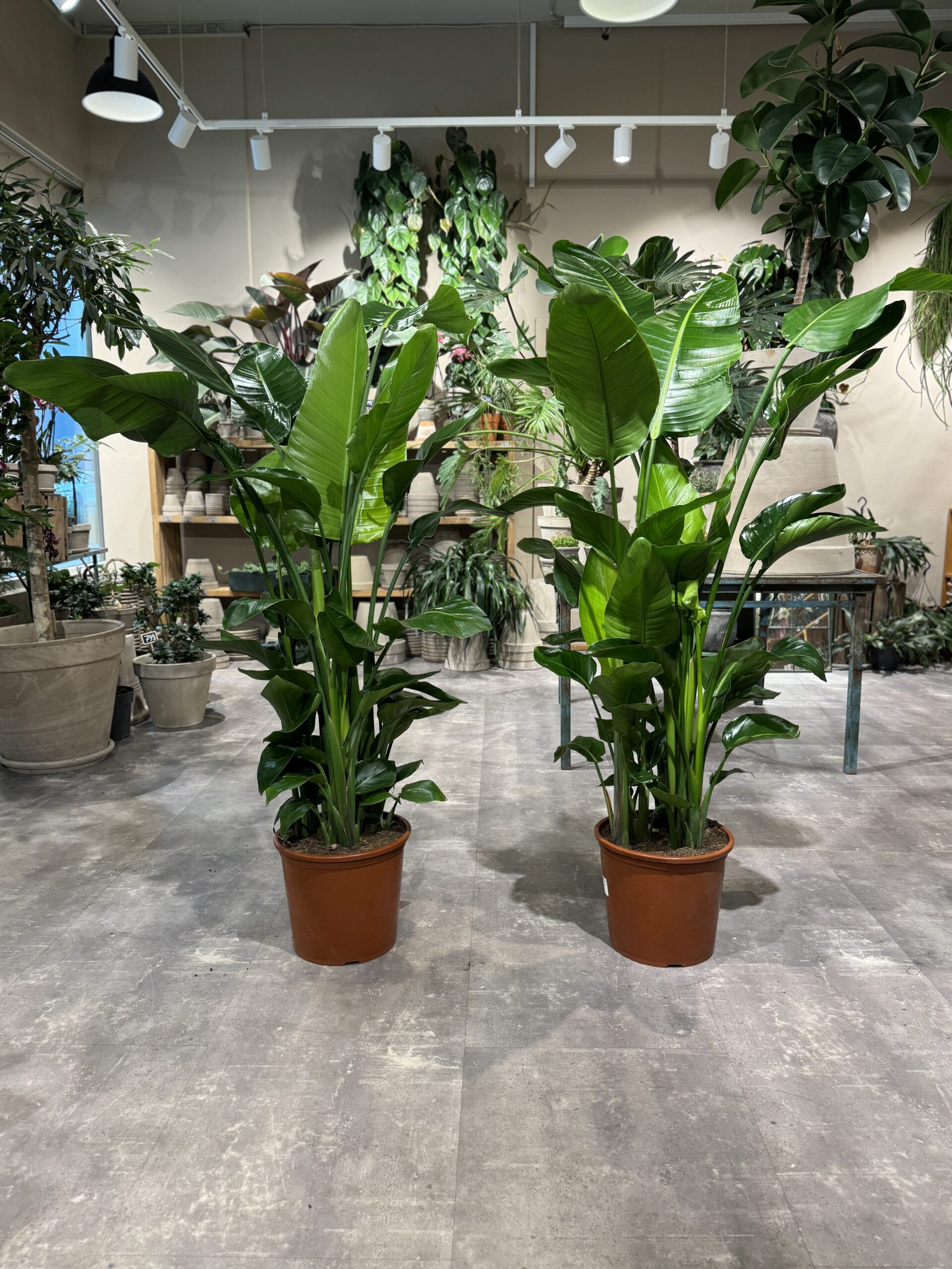 Strelitzia Nicolai 160-180 cm. planter billigt - Happyflower-dk