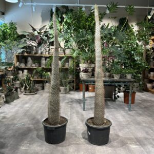 Pachypodium Lamerei - Happyflower-dk