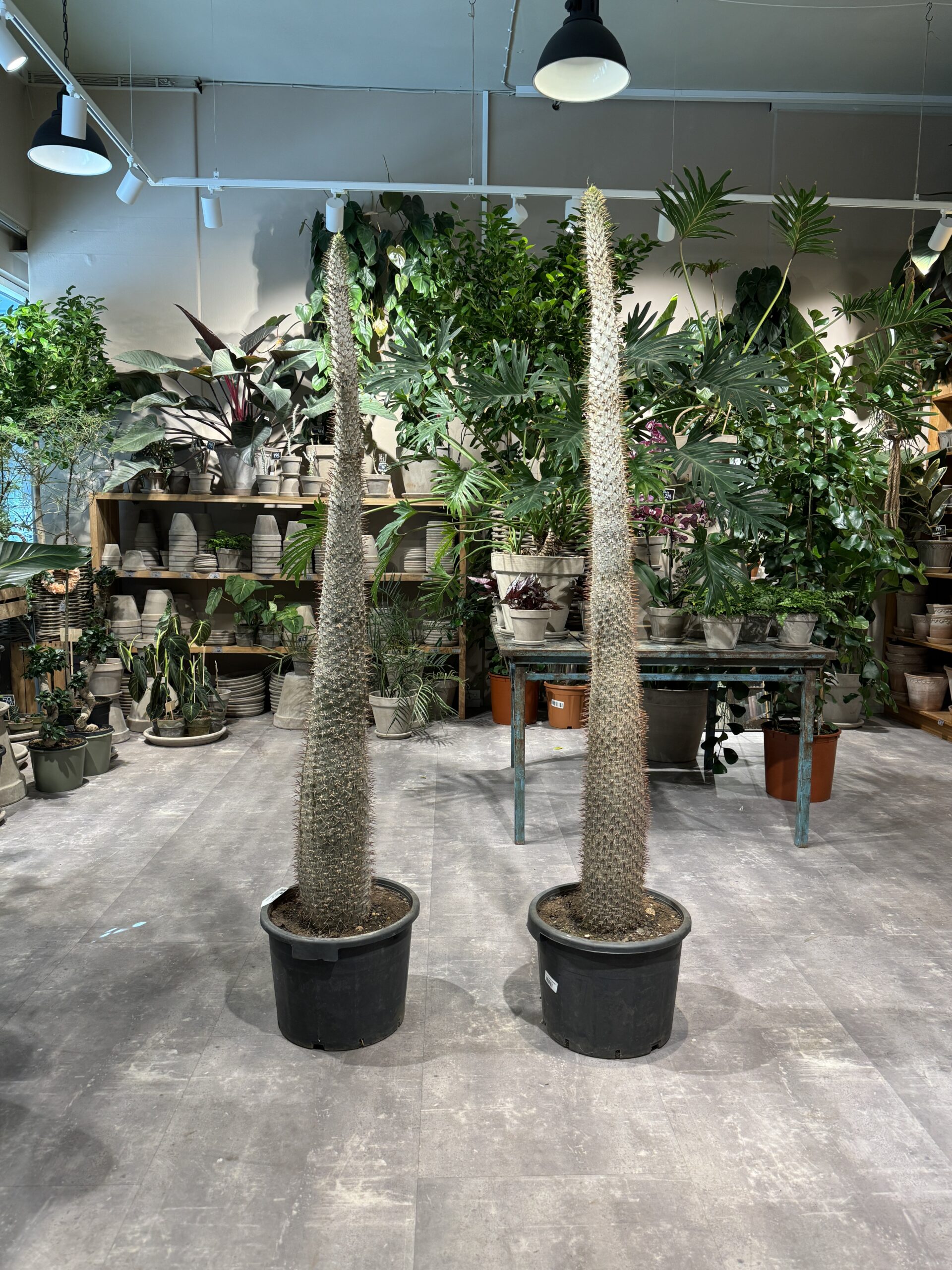 Pachypodium Lamerei - Happyflower-dk