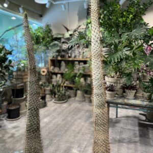 Pachypodium Lamerei