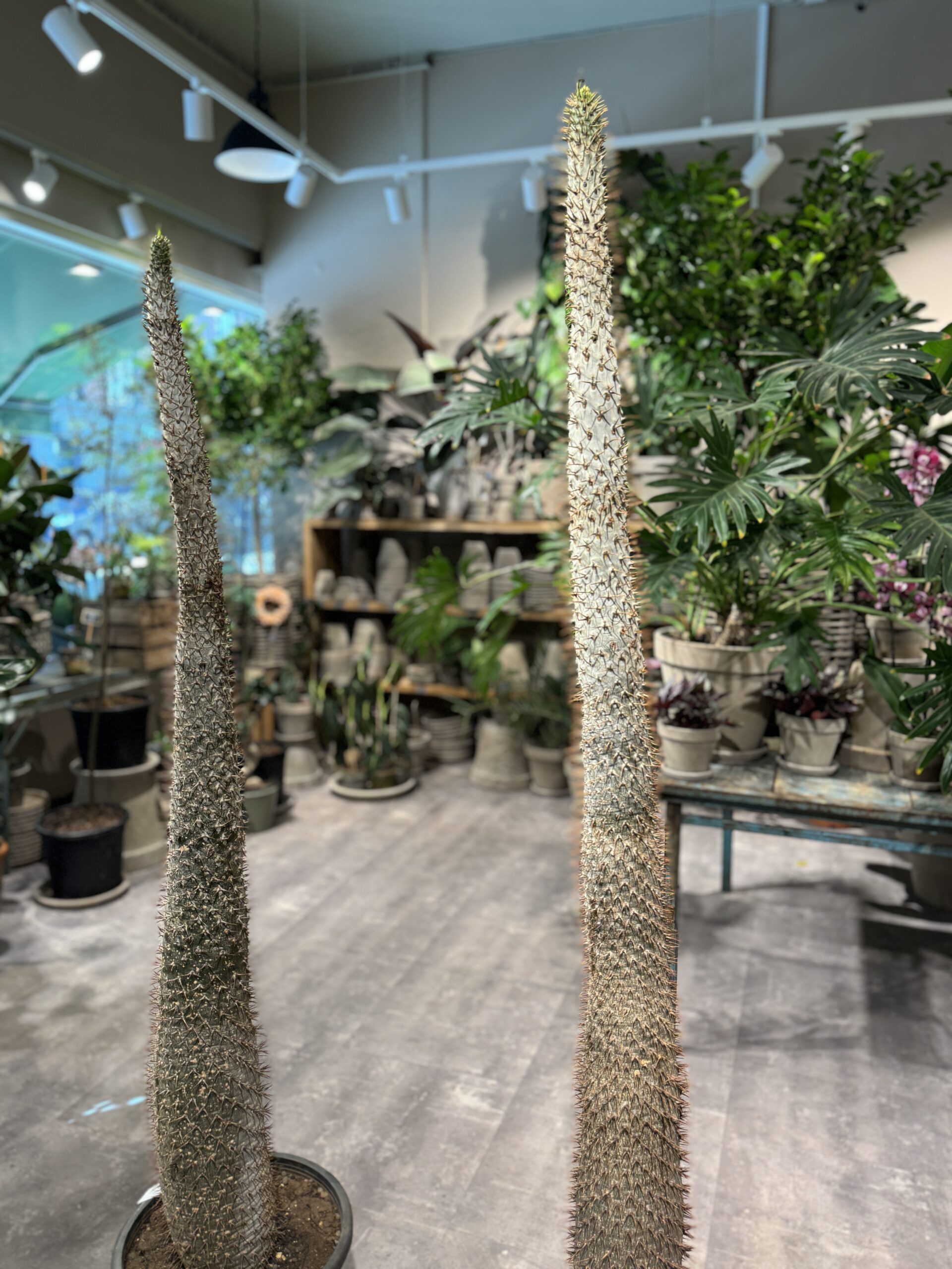 Pachypodium Lamerei - Stueplanter -Happyflower-dk