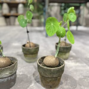 Stephania Erecta