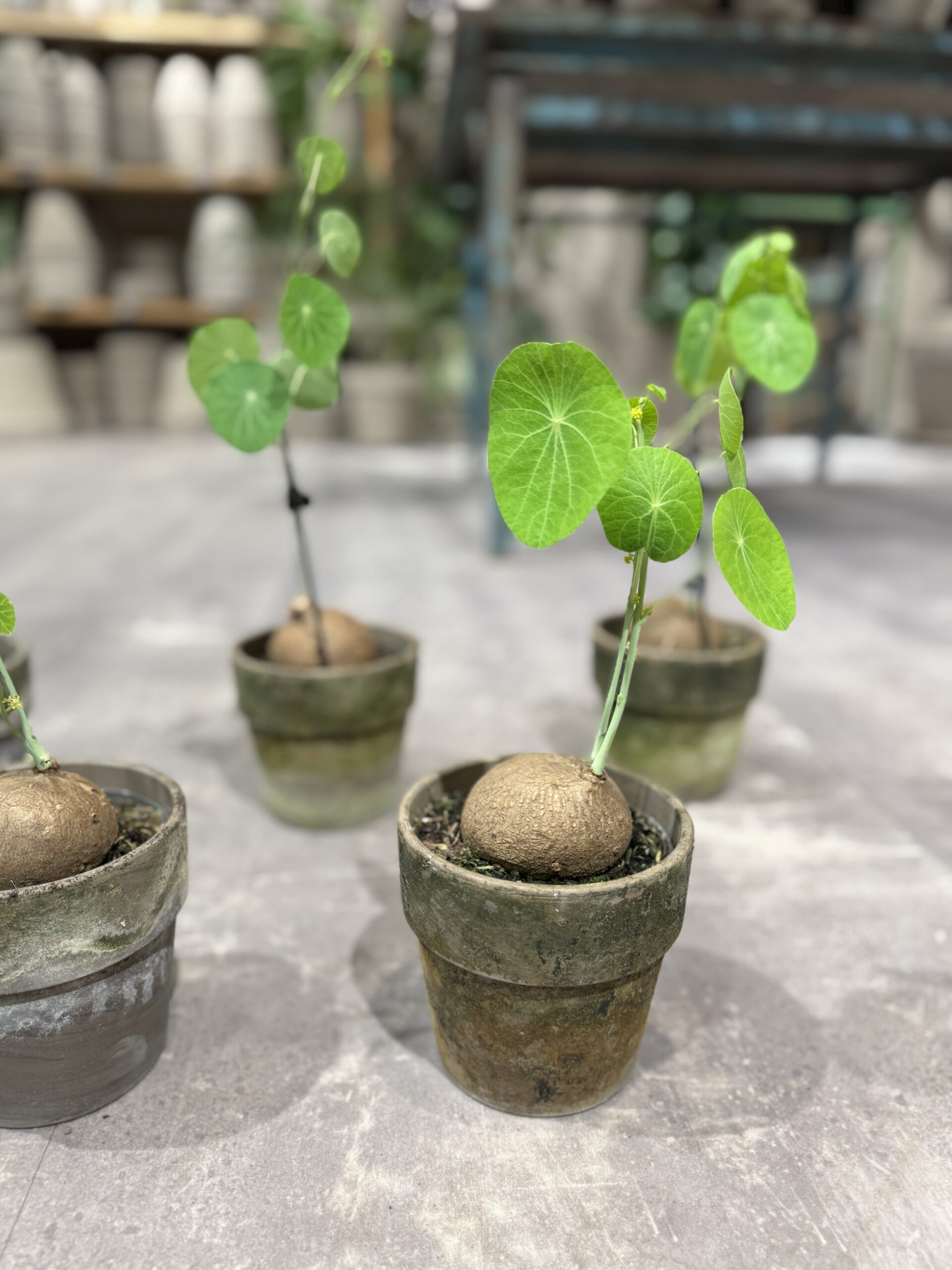 Stephania Erecta - Knoldplante stueplanter - Happyflower-dk