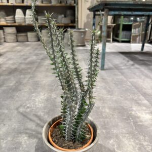 Alluaudia 50 cm.