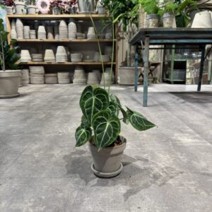 Anthurium - Happyflower-dk