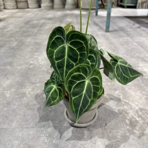 Anthurium