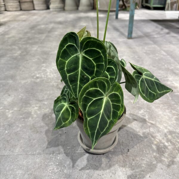 Anthurium