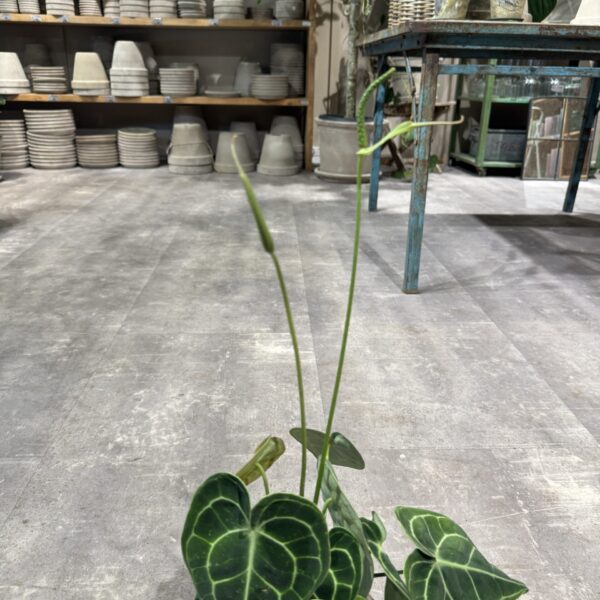Anthurium