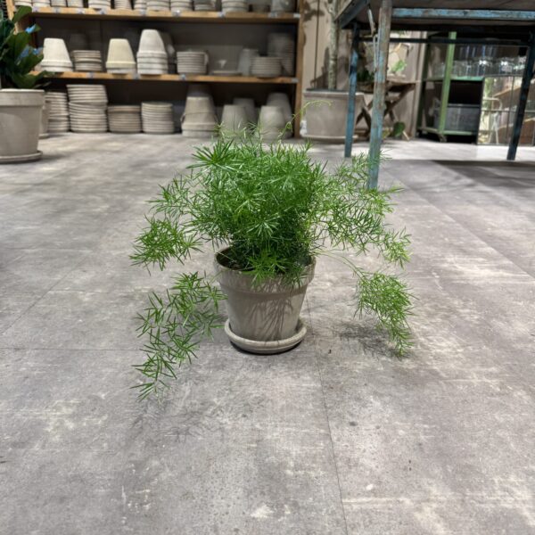 Asparagus Sprengeri - Happyflower-dk