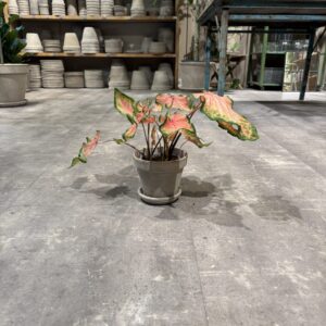 Caladium - Happyflower-dk