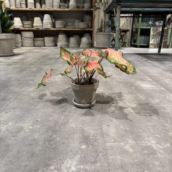 Caladium - Happyflower-dk