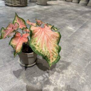 Caladium