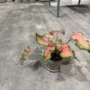 Caladium