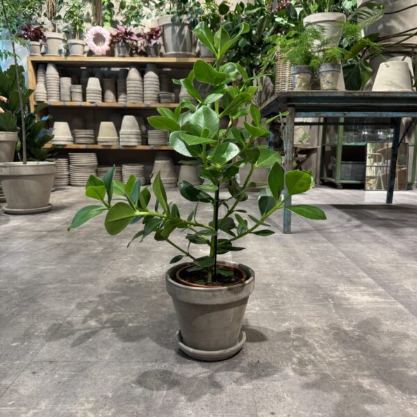 Clusia - Happyflower-dk