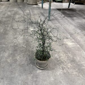 Corokia (Spøgelsestræ)