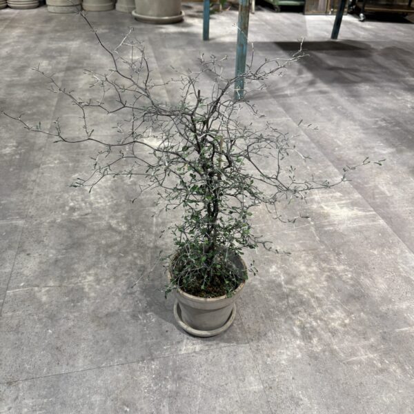 Corokia (Spøgelsestræ)