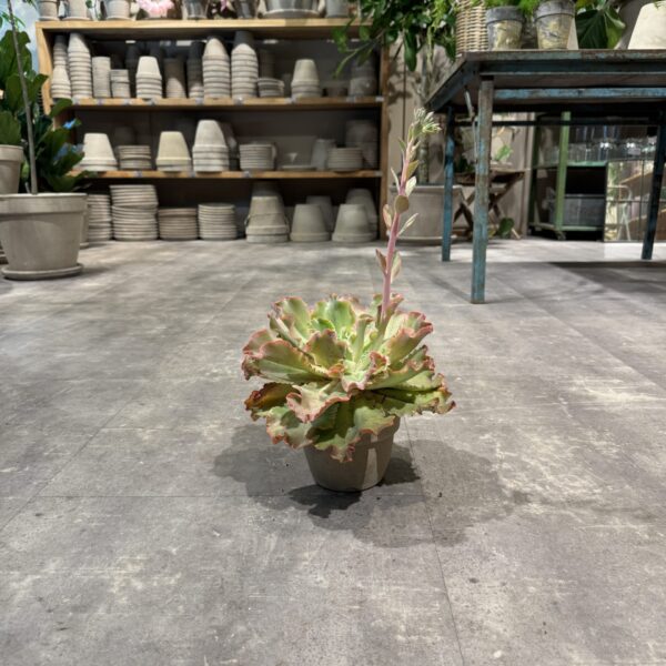 Echeveria - Happyflower-dk