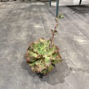 Echeveria