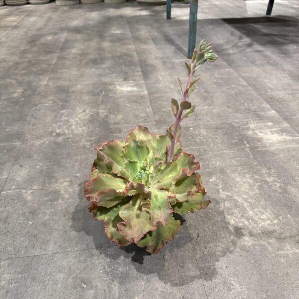 Echeveria
