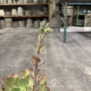 Echeveria