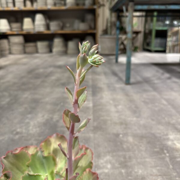 Echeveria
