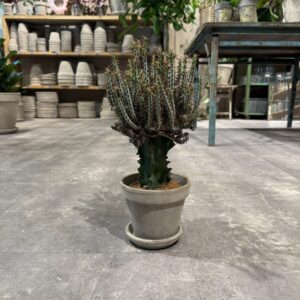 Euphorbia - Happyflower-dk
