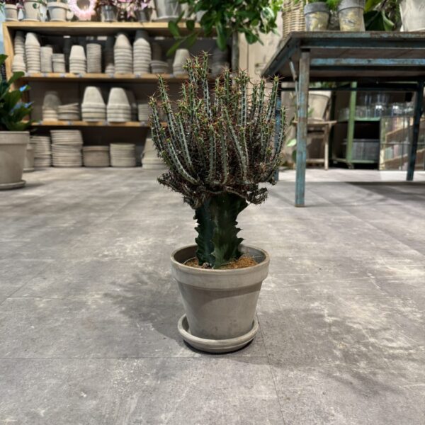 Euphorbia - Happyflower-dk