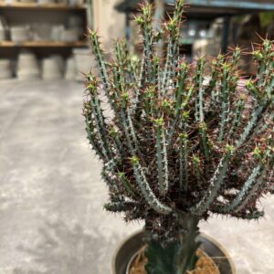 Euphorbia