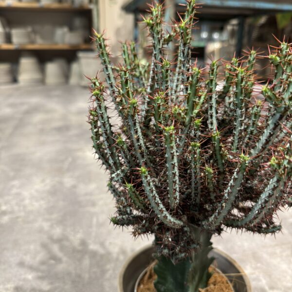 Euphorbia