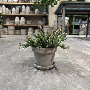 Hottentot (crassula) - Happyflower-dk