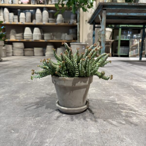 Hottentot (crassula) - Happyflower-dk