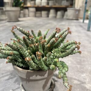 Hottentot (crassula)