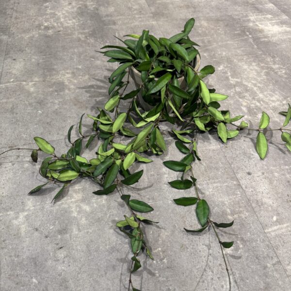 Hoya
