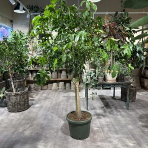 Kærlighedstræ 240 cm. - Australsk Kærlighedstræ - Happyflower-dk