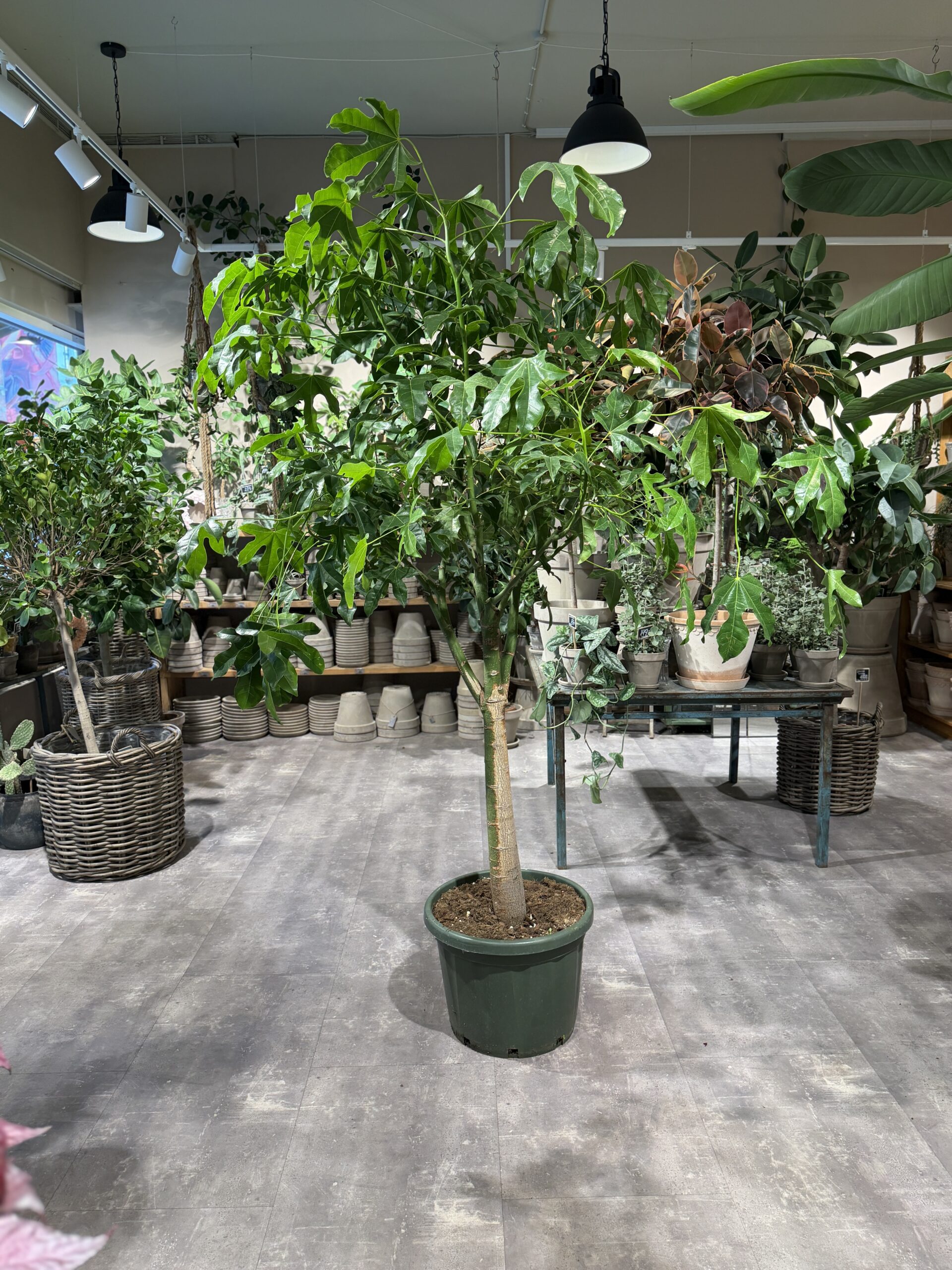 Kærlighedstræ 240 cm. - Australsk Kærlighedstræ - Happyflower-dk
