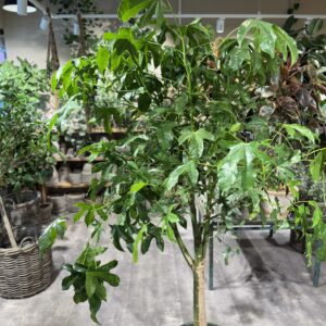 Kærlighedstræ 240 cm.