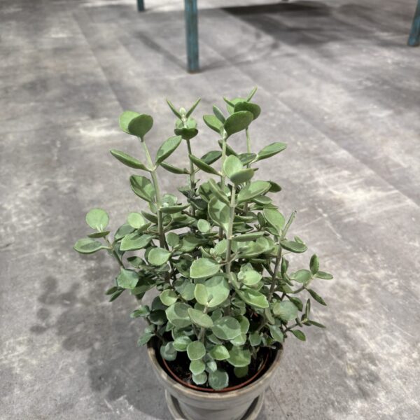 Kalanchoe