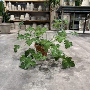 Pelargonium Tomentosum