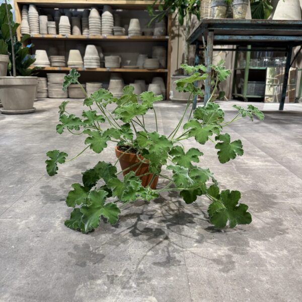 Pelargonium Tomentosum