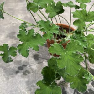 Pelargonium Tomentosum